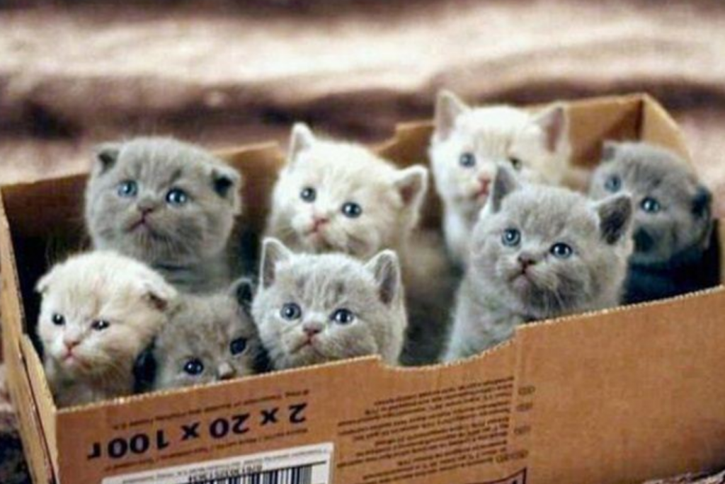 Kittens in a box