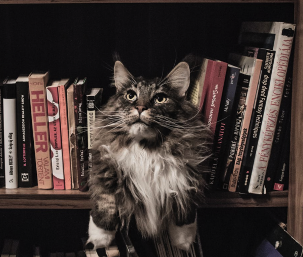 Cat in books